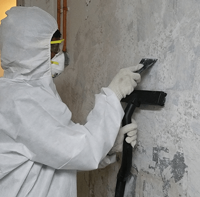 Mold Removal service