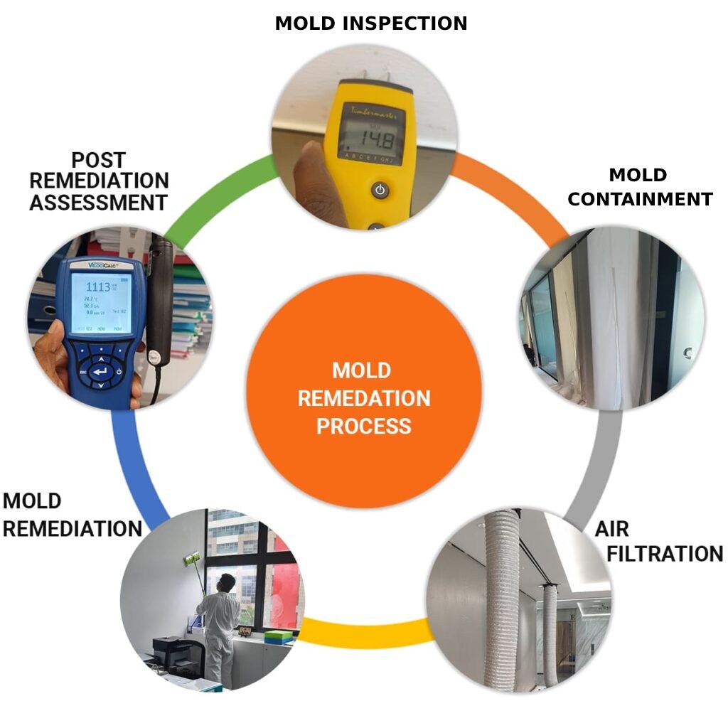 Mold Remediation Process